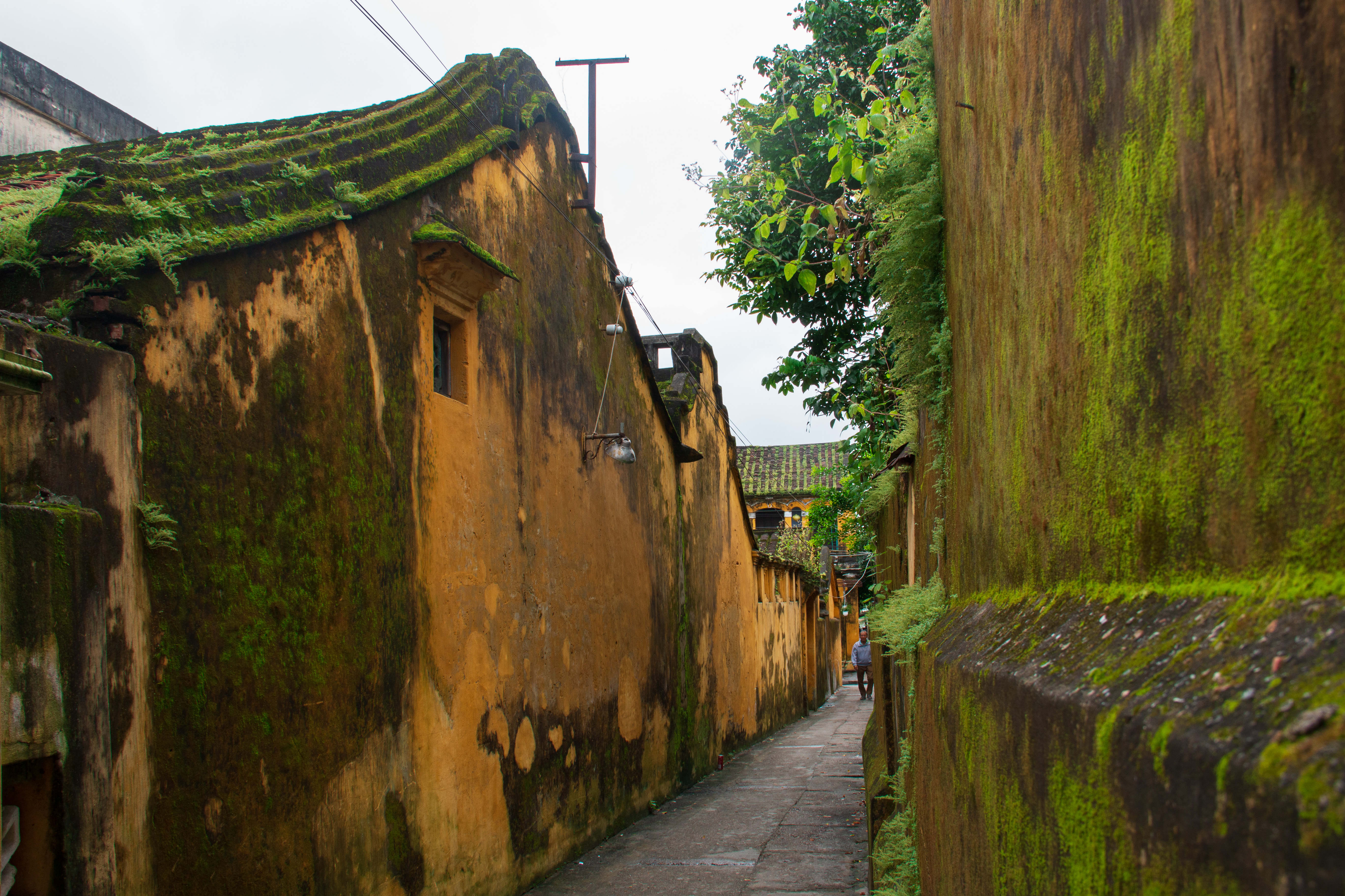 The yin-yang tile roof is covered with green moss in the rainy season